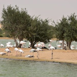 Al Qudra Lake Books Car on Rent with Driver in Dubai Abu Dhabi UAE